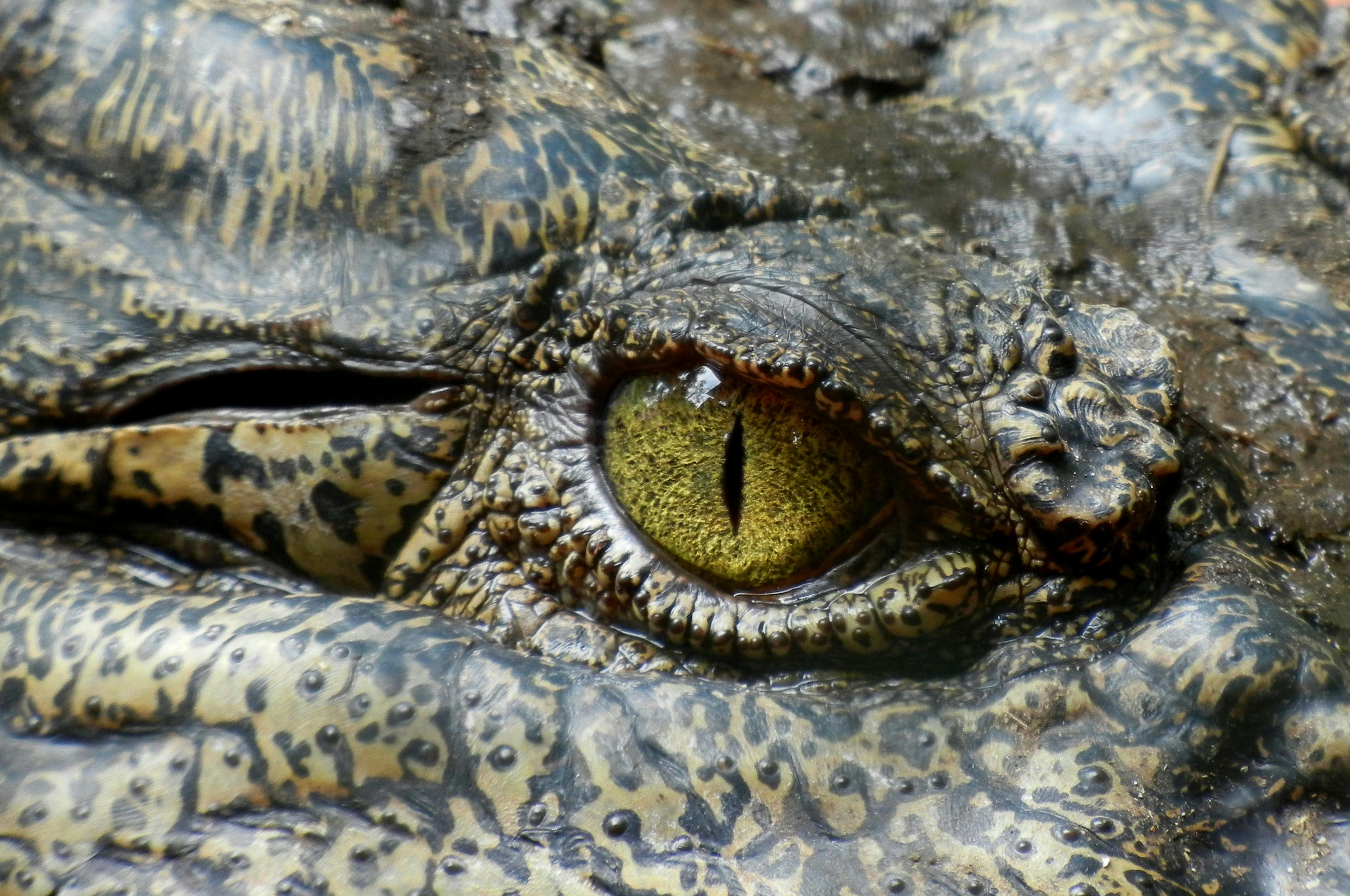 crocodile eye animal nature 39068